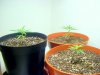 2008_0428Firstgrow0003-1.JPG