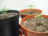 2008_0428Firstgrow0007-1.JPG