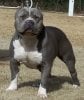 AmericanBully2.jpg