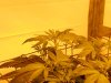 Day 40, Flowering Day 15 Kandy Kush.jpg