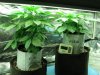 casey jones and headband after transplant 004.jpg