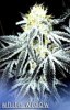 White_Widow_pic_small.jpg