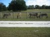 old florida and the farm 013.jpg