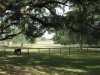 old florida and the farm 022.jpg