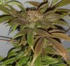 11-26 Marge Bud sugary.jpg