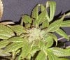 11-26 Marge Bud 9.jpg