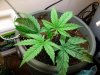 new grow 044aaaaa.jpg