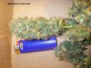 Jack Herer Harvest (10).jpg