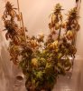 11-28 Cleo II Harvest Full.jpg