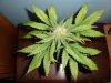 PC Girls 28 Days Flower (4).jpg