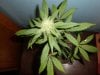 PC Girls 28 Days Flower (8).jpg