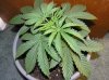 1st Grow 009.jpg