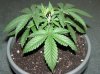 1st Grow 026.jpg