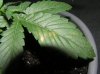 1st Grow 021.jpg