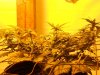 Day 47, Flowering Day 22, Blueberry Gum 2.jpg