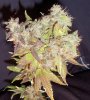 Nov. Bud of the Month Best 3.jpg