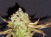 Nov. Bud of the Month 012.jpg