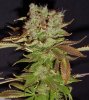 Nov. Bud of the Month 015.jpg