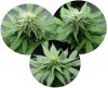 RD CS clones 101202 B.jpg