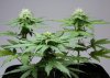 RD CS clones 101202 A.jpg