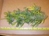 Sharksbreath Harvest (2).jpg