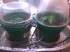 clones day 9 in soil.jpg