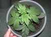 1st grow stage 2 011.jpg