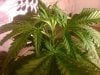 NL - 1st Grow - 18OCT10- Bollocks2acloser 009.jpg