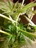 NL - 1st Grow - 18OCT10 - LateStarter.jpg