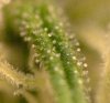 56 days trichomes.jpg