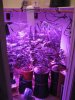 grow 12-2-10 001.jpg