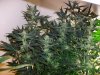 new grow 065bbbbb.jpg