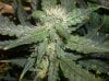 new grow 067bbbbbbb.jpg