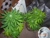 CLONES-&-4to5-WEEK JOCK PICS 003.jpg