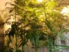 Table 2 NorthernBerry 4 weeks flowering 5_2.JPG