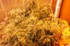 trainwreck 10 days flower 1.jpg