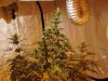 mj grow 12-3-10 005.jpg