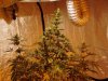 mj grow 12-3-10 004.jpg