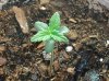 new grow 071.jpg