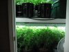 veg room 001.jpg