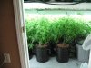 veg room 003.jpg