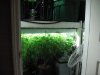 veg room 004.jpg