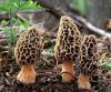 morel(3).jpg