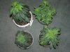 1st grow stage 2 028.jpg