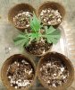 12-13 Super Skunk Seeds.jpg