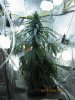 Sativa_12-13-2010.jpg