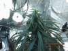 Sativa_TOP_12-13-2010.jpg