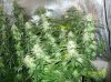 63 days of flowering 012 600x449.jpg