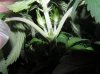 1st grow stage 2 037.jpg