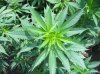 growing-indica-2.jpg